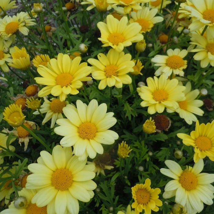 'Beauty Yellow' Marguerite Daisy - Argyranthemum from WNLKG Wildwood Nursery LKG