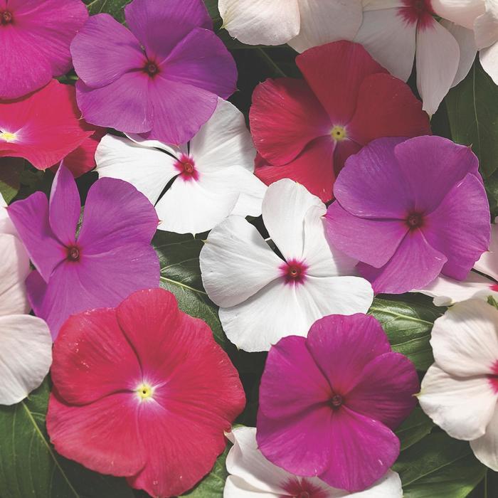 Trailing Vinca - Asst. Colors Hanging Basket from WNLKG Wildwood Nursery LKG