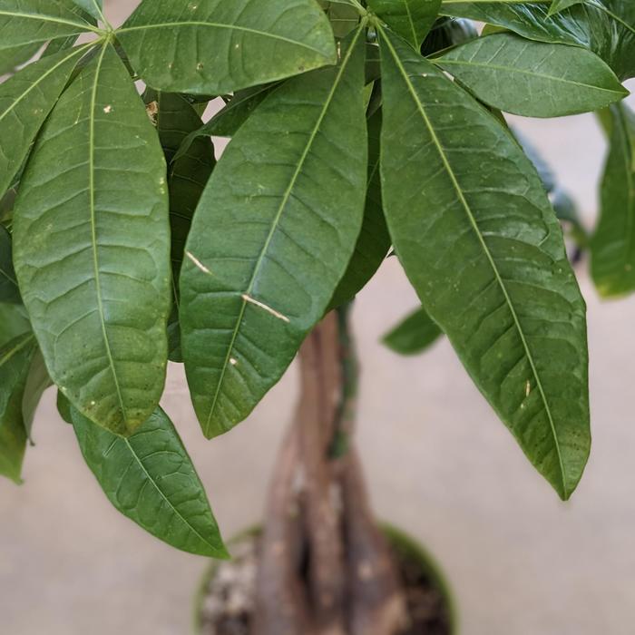 Money tree - Pachira aquatica from WNLKG Wildwood Nursery LKG
