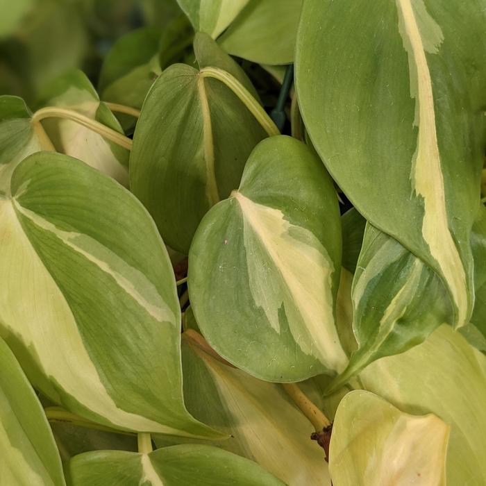 Philodendron - 'Brasil' from WNLKG Wildwood Nursery LKG