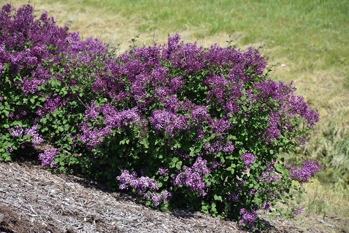 Bloomerang® 'Dark Purple' - Syringa (Reblooming Lilac) from WNLKG Wildwood Nursery LKG