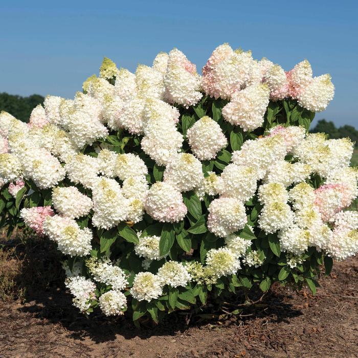Sweet Starlight&trade; - Hydrangea paniculata from WNLKG Wildwood Nursery LKG