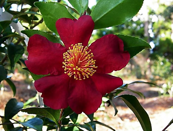 Camellia - 'Crimson N' Clover' from WNLKG Wildwood Nursery LKG