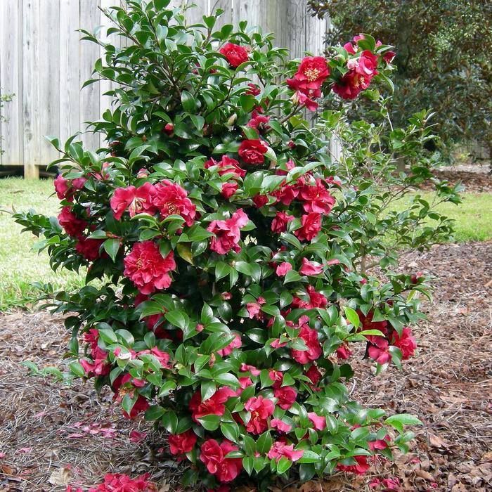 Camellia sasanqua - October Magic® Ruby from WNLKG Wildwood Nursery LKG