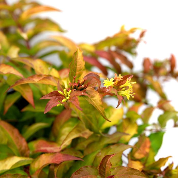 Bush-Honeysuckle - 'Firefly' from WNLKG Wildwood Nursery LKG