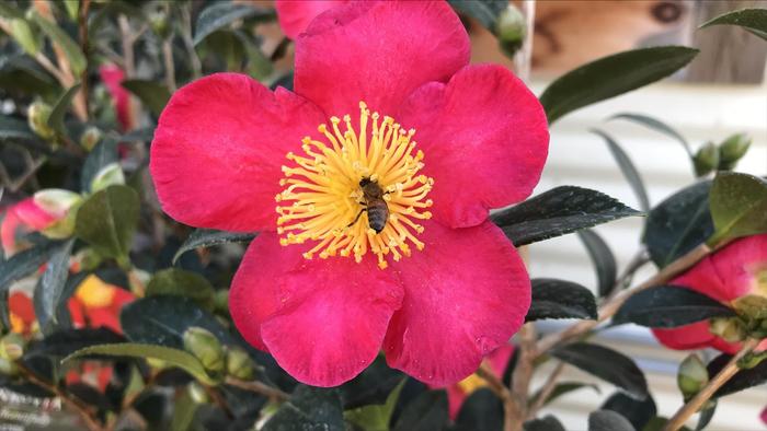 Camellia - 'Yuletide' from WNLKG Wildwood Nursery LKG