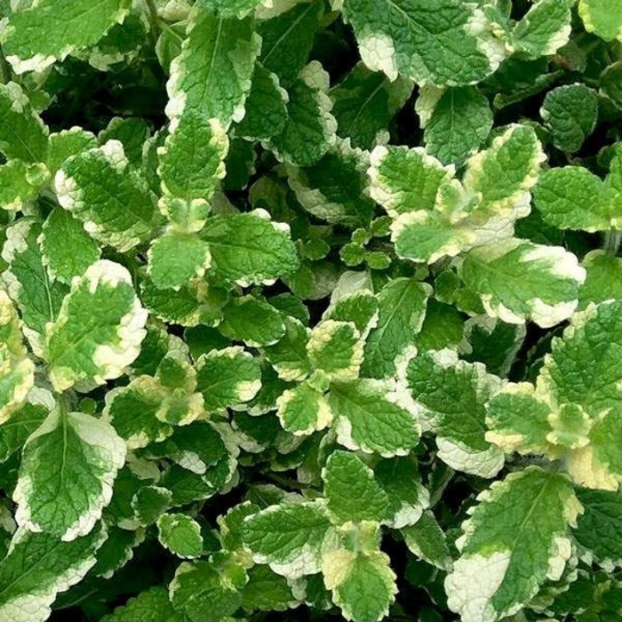 Variegata Pineapple Mint - Mentha suaveolens 'Variegata' (Pineapple Mint) from WNLKG Wildwood Nursery LKG