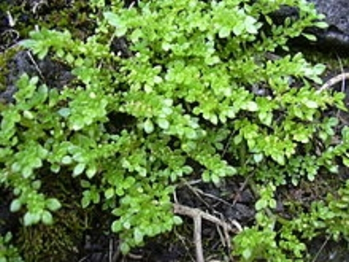 Artillery Fern - Pilea microphylla (Artillery Fern) from WNLKG Wildwood Nursery LKG