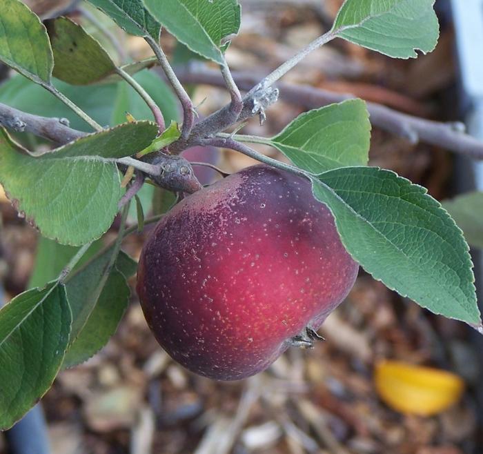 'Arkansas Black' Apple - Malus pumila from WNLKG Wildwood Nursery LKG