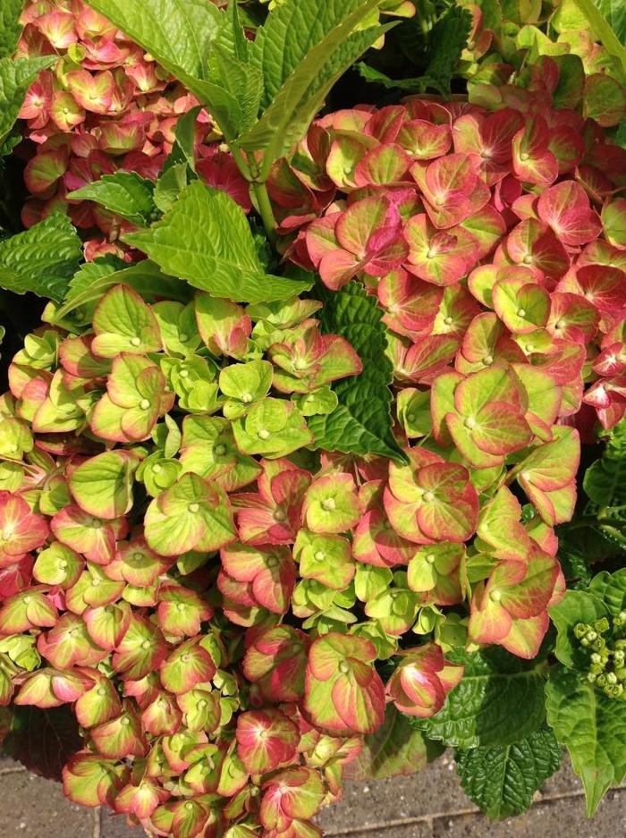 Hydrangea Blooming Easy Series - 'Tilt-A-Swirl' from WNLKG Wildwood Nursery LKG