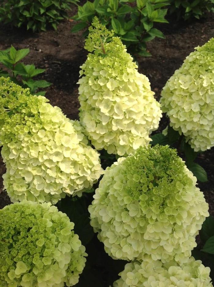 Hydrangea - Moonrock™ from WNLKG Wildwood Nursery LKG