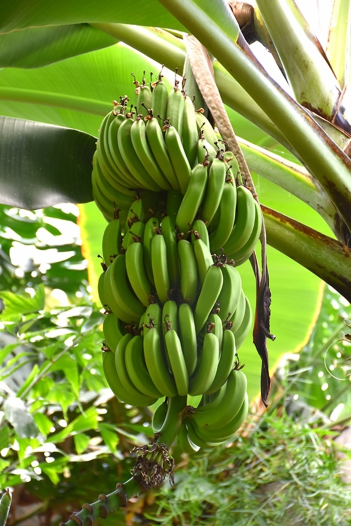 'Dwarf Cavendish' Dwarf Banana - Musa from WNLKG Wildwood Nursery LKG