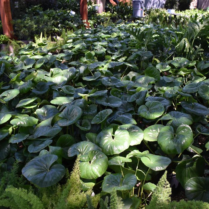 Leopard Plant - Farfugium japonicum from WNLKG Wildwood Nursery LKG