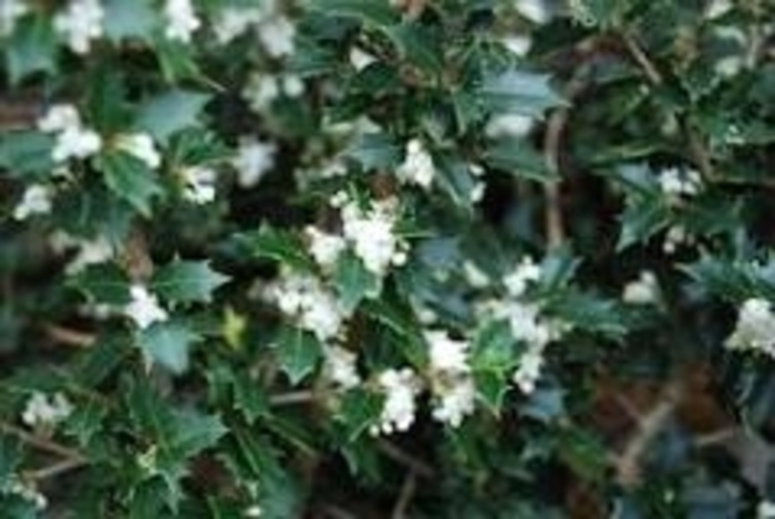 Osmanthus - 'Kaori Hime' from WNLKG Wildwood Nursery LKG
