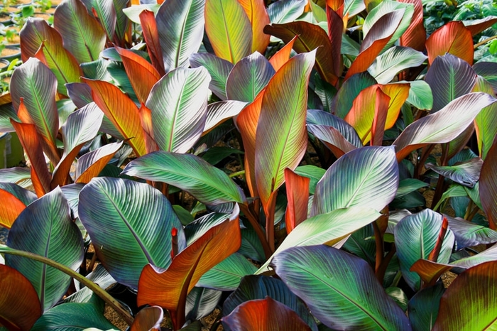 Red Abyssinian Banana Tree - Ensete maurelii from WNLKG Wildwood Nursery LKG