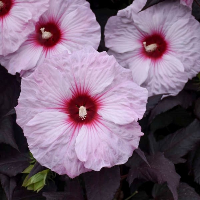 Hibiscus - 'Dark Mystery' from WNLKG Wildwood Nursery LKG