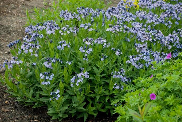 Amsonia - 'Blue Ice' from WNLKG Wildwood Nursery LKG