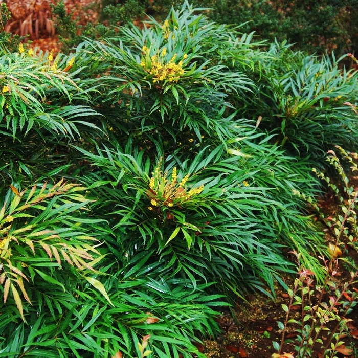 Mahonia - 'Narihiri' from WNLKG Wildwood Nursery LKG