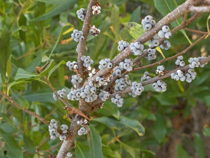Wax Myrtle - 'Northern Bayberry' from WNLKG Wildwood Nursery LKG