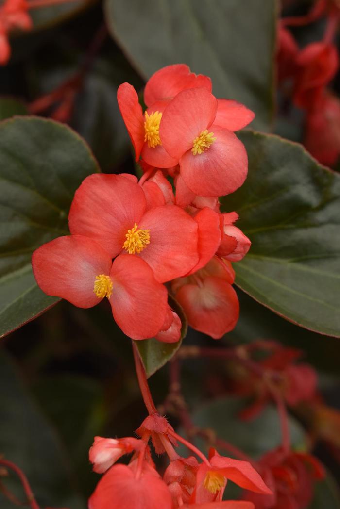 Begonia Dragon Wing® - assorted colors from WNLKG Wildwood Nursery LKG