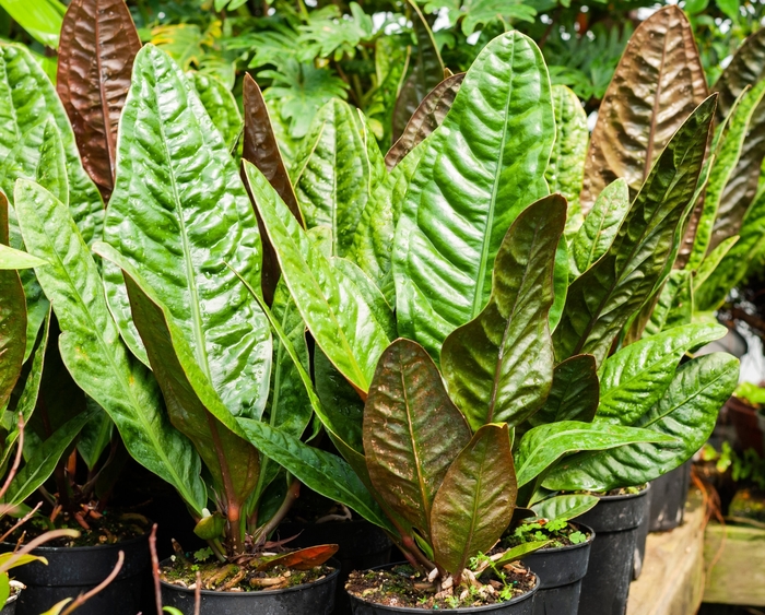 Anthurium - 'Superbum' from WNLKG Wildwood Nursery LKG