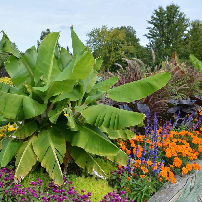 'Dwarf Cavendish' Banana - Musa acuminata from WNLKG Wildwood Nursery LKG