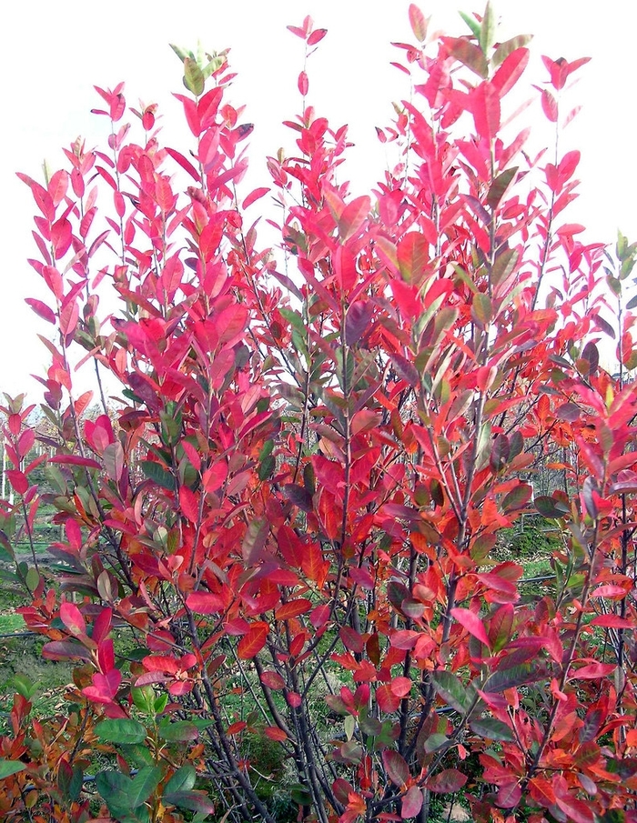 'Rainbow Pillar®' Serviceberry - Amelanchier canadensis from WNLKG Wildwood Nursery LKG