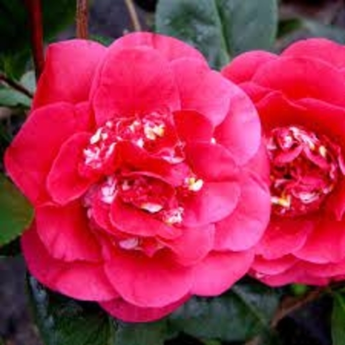 Camellia - 'April Tryst' from WNLKG Wildwood Nursery LKG