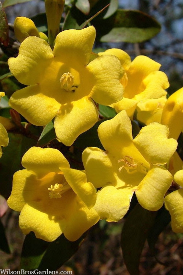 'Margarita' Carolina Jessamine - Gelsemium sempervirens from WNLKG Wildwood Nursery LKG