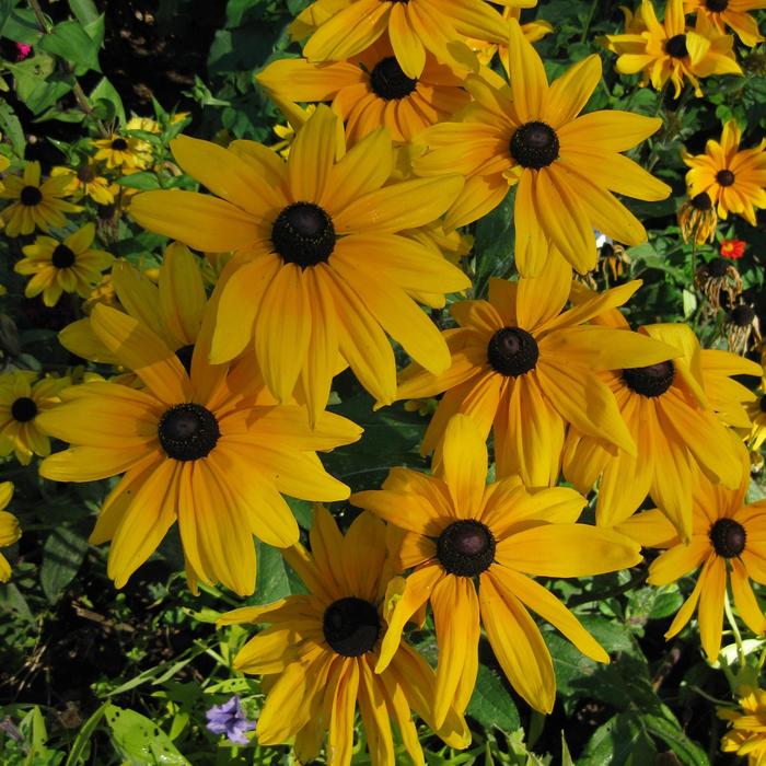 'Indian Summer' Black Eyed Susan - Rudbeckia hirta from WNLKG Wildwood Nursery LKG