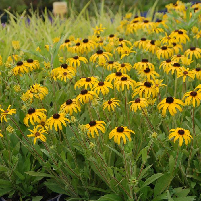 'American Gold Rush' Black Eyed Susan - Rudbeckia from WNLKG Wildwood Nursery LKG