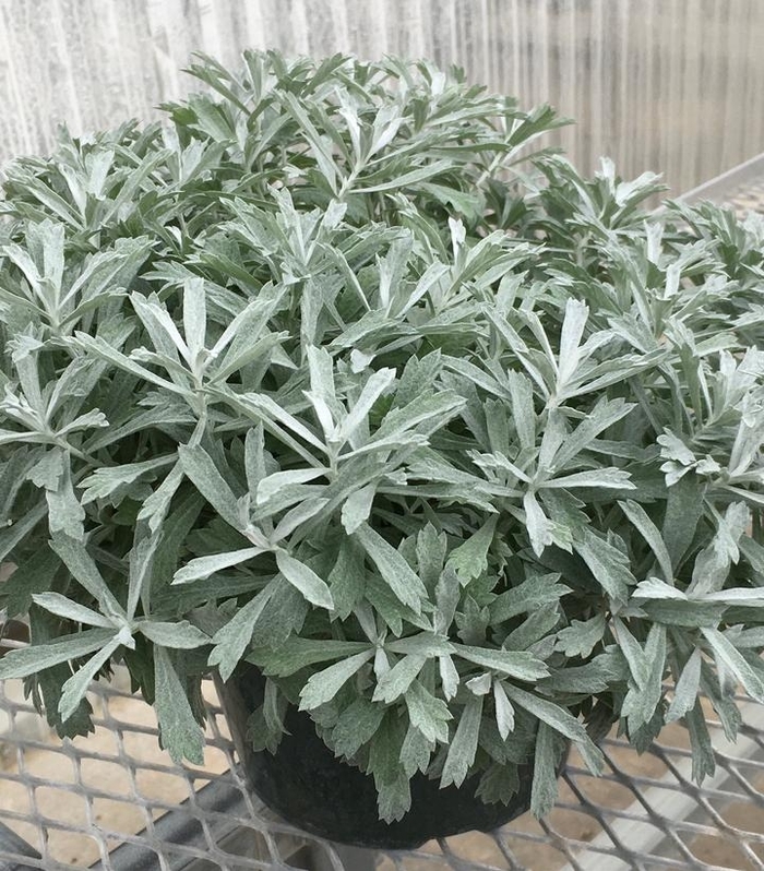Artemisia - 'Garden Ghost' from WNLKG Wildwood Nursery LKG