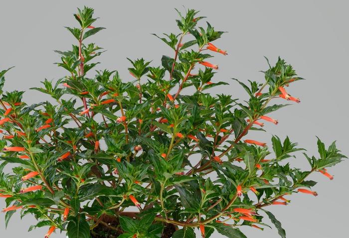 Firecracker Plant - 'Presidente' from WNLKG Wildwood Nursery LKG