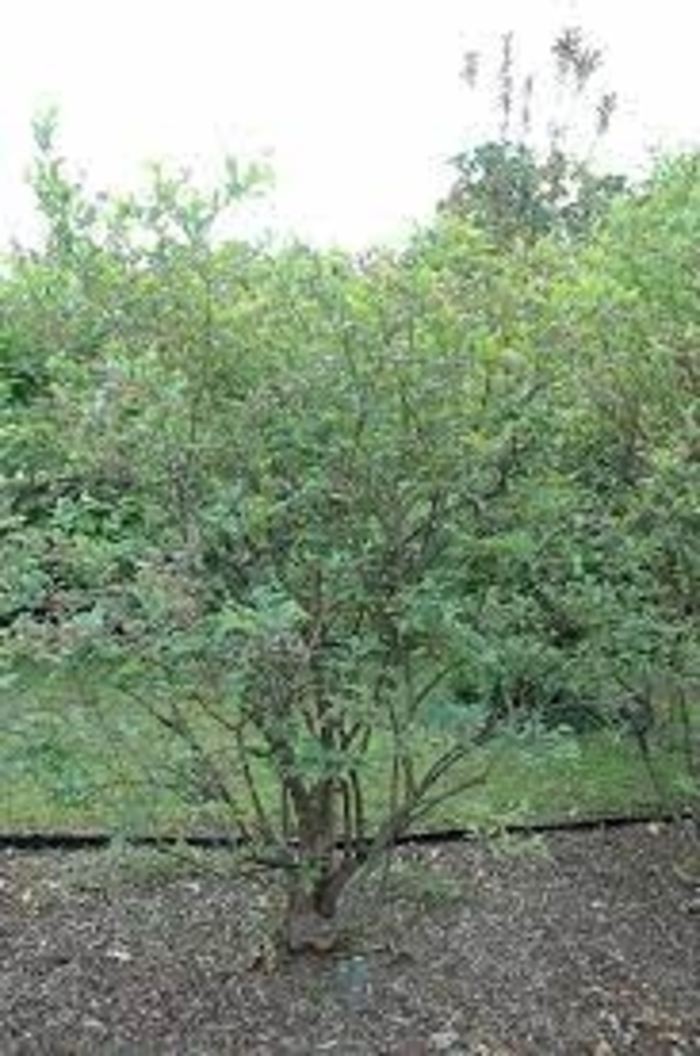 'Premier' Rabbiteye Blueberry - Vaccinium ashei from WNLKG Wildwood Nursery LKG
