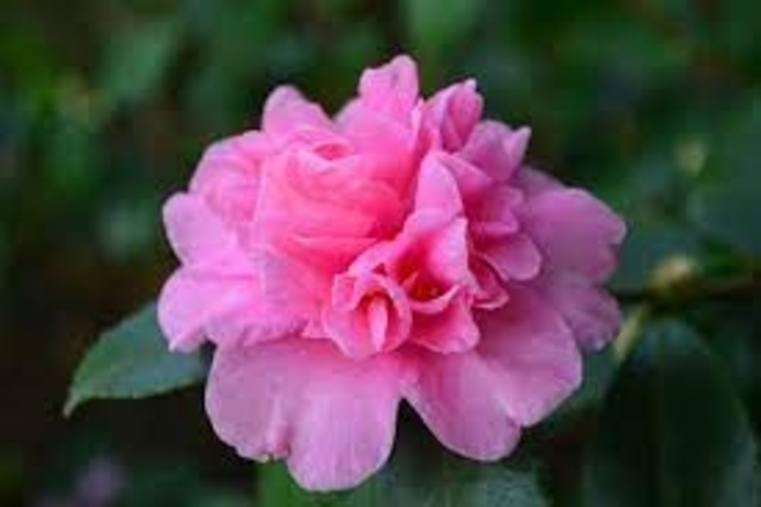 Camellia - 'Sparkling Burgundy' from WNLKG Wildwood Nursery LKG