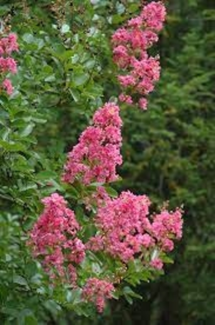 Crape Myrtle - 'Hopi' from WNLKG Wildwood Nursery LKG