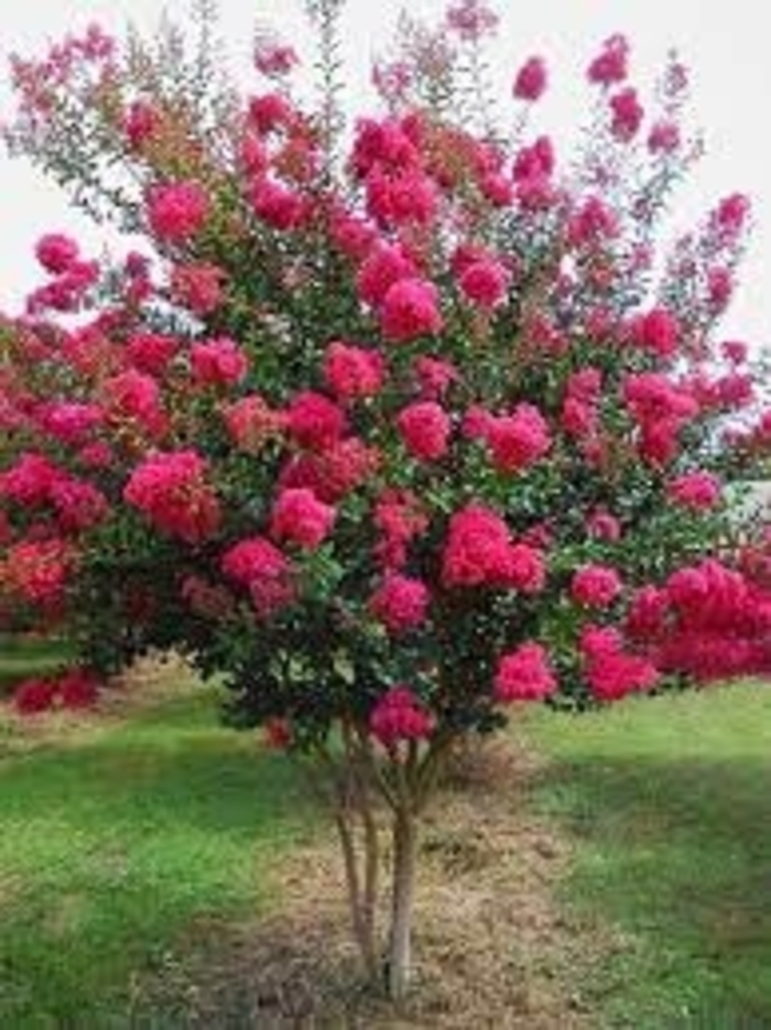 Crape Myrtle - 'Tonto' from WNLKG Wildwood Nursery LKG
