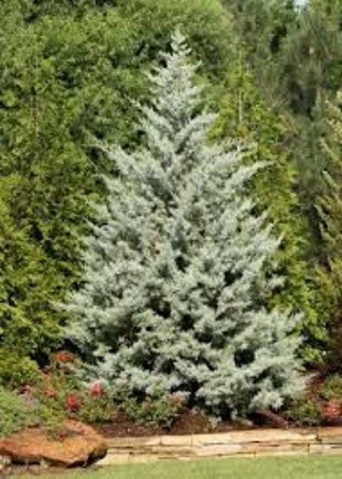 Arizona Cypress - 'Blue Ice' from WNLKG Wildwood Nursery LKG