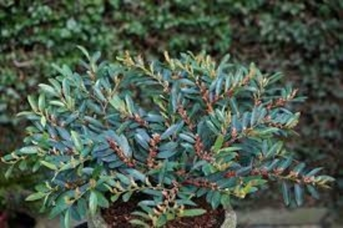 Distylium - 'Blue Cascade' from WNLKG Wildwood Nursery LKG
