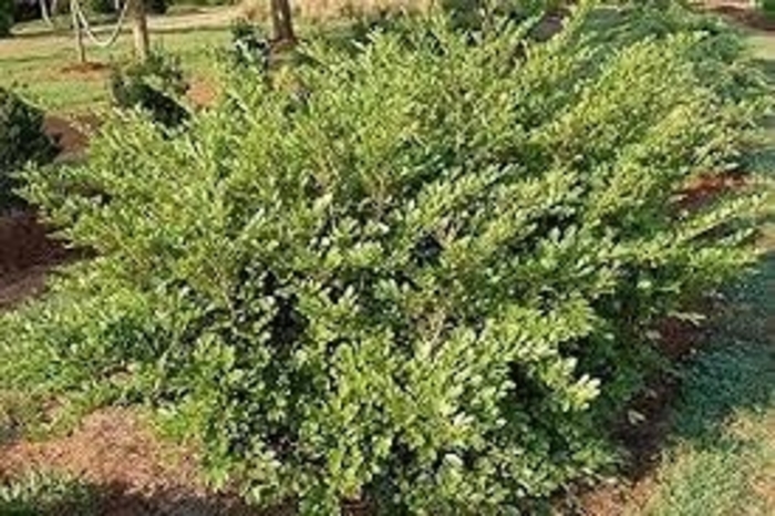 Distylium - 'Emerald Heights' from WNLKG Wildwood Nursery LKG