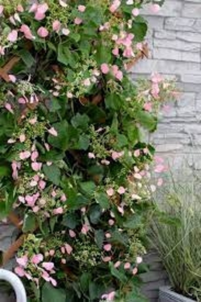 Climbing Hydrangea - 'Rose Sensation' from WNLKG Wildwood Nursery LKG