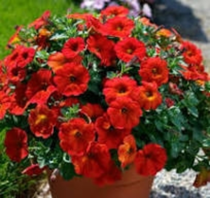 Petchoa - SuperCal® Premium 'Red Maple' from WNLKG Wildwood Nursery LKG