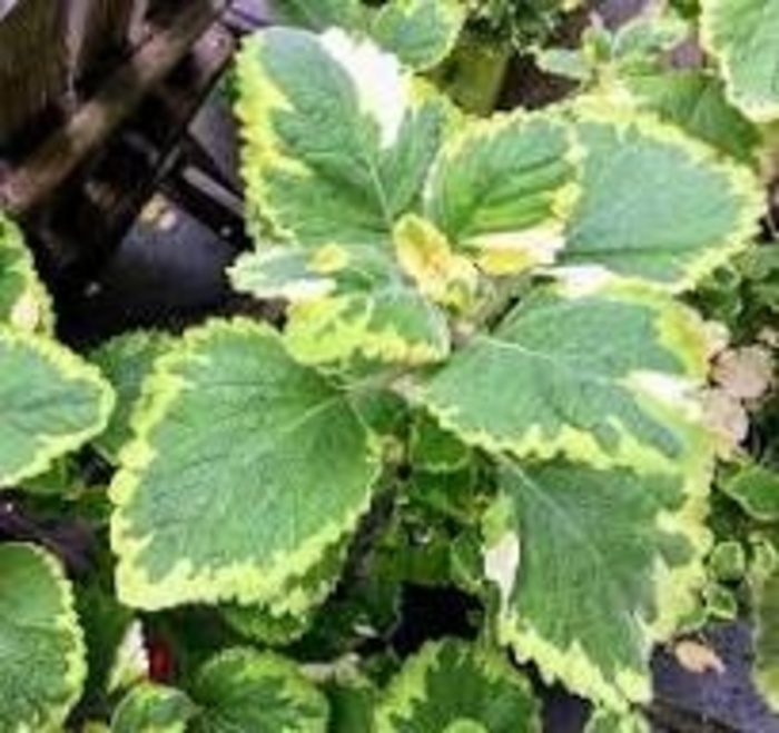Plectranthus - Lemon Twist from WNLKG Wildwood Nursery LKG