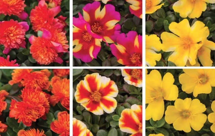 Portulaca 'Colorblast™' Variety - Multiple Colors from WNLKG Wildwood Nursery LKG
