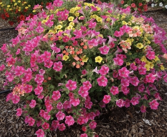 Kwik Kombos™ 'Beach Bound' Mix' - Combination Planter from WNLKG Wildwood Nursery LKG