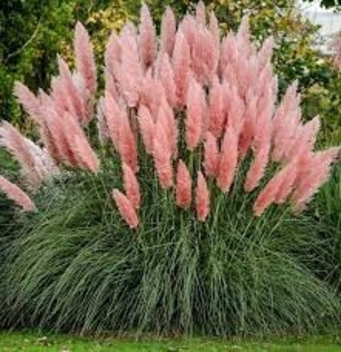 Pampas Grass - 'Rosea' from WNLKG Wildwood Nursery LKG