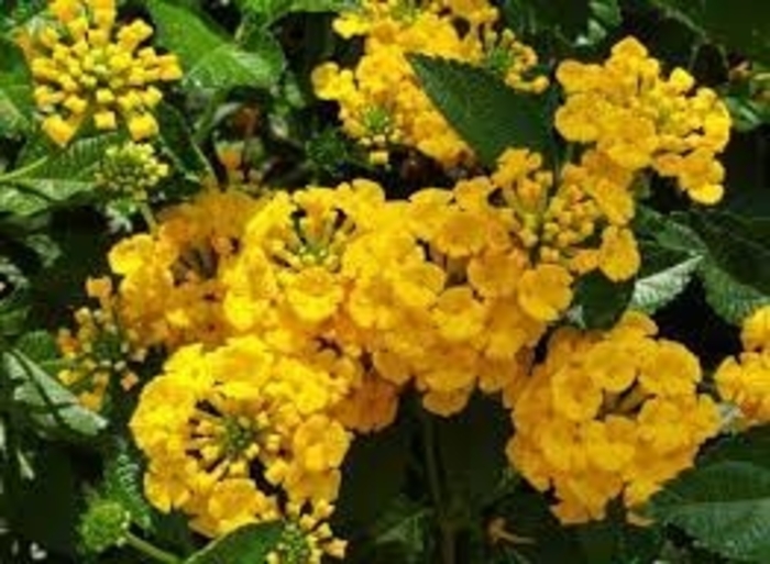 Lantana - 'Chapel Hill Gold' from WNLKG Wildwood Nursery LKG