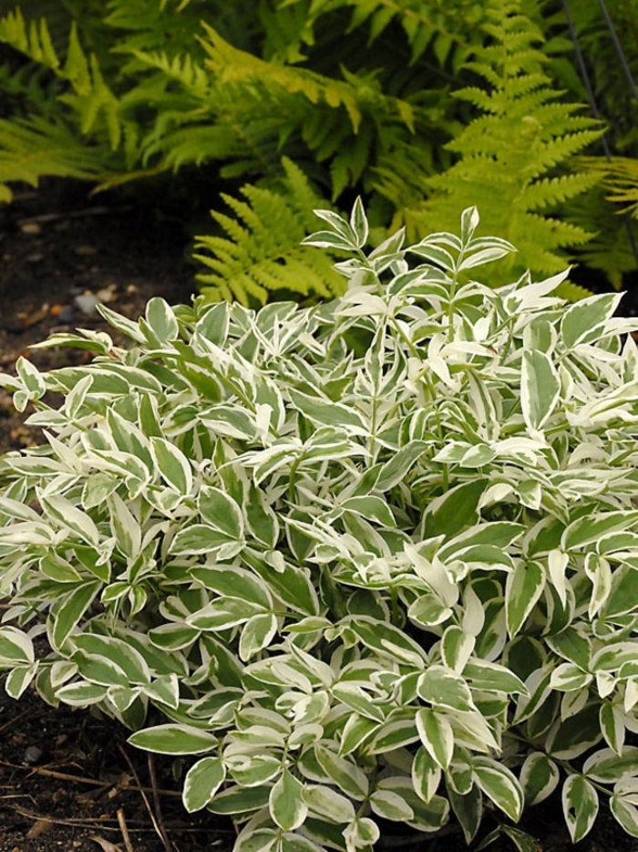 'Touch of Class' Jacob's Ladder - Polemonium reptans from WNLKG Wildwood Nursery LKG