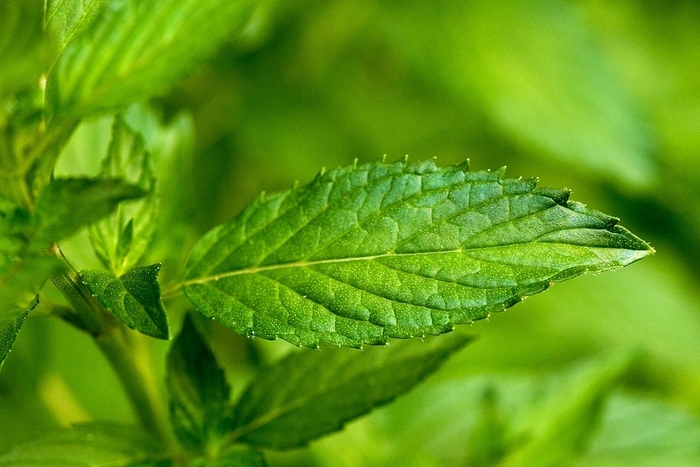 Mint - Multiple Varieties from WNLKG Wildwood Nursery LKG