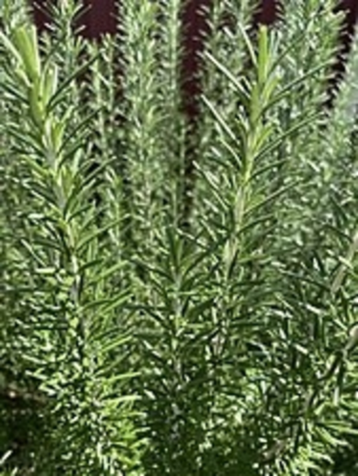 Rosemary - Multiple Varieties from WNLKG Wildwood Nursery LKG